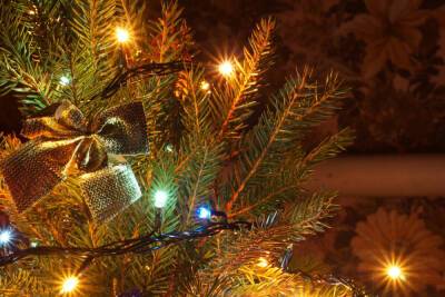 Петербуржцы смогут сдать новогодние елки на переработку