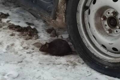 На улице Новосёлов в Рязани заметили выбегающую из магазина суши крысу