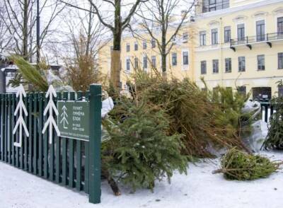 В Петербурге заработали пункты приема елок: куда сдать новогоднее дерево