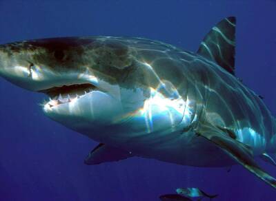Учёные: Иммунитет акул может оказать помощь в борьбе с коронавирусом