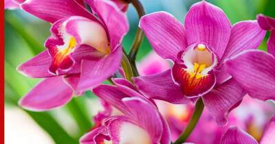 Без удобрений: как заставить орхидею цвести в любое время