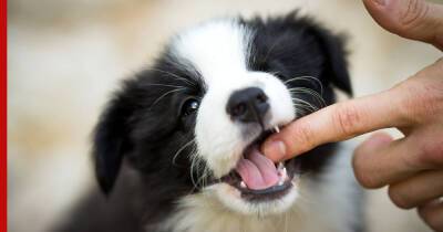 Почему собаки кусают хозяев: причины и что с этим делать
