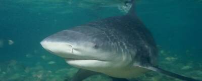 Ученые США надеются, что акулы помогут в борьбе с коронавирусом