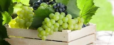 Виноград способствует снижению уровня холестерина и улучшению здоровья сердца - runews24.ru - Виноград