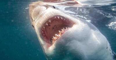 Ученые увидели в акулах союзников в борьбе с COVID