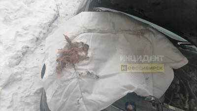 Новосибирец нашёл под капотом машины гнездо крыс