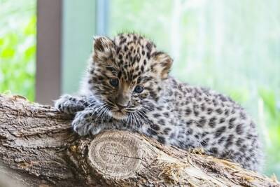 В Сочинском национальном парке дали клички двум котятам леопарда