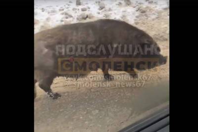 В Смоленске на улице Бабушкина разгуливала свинья