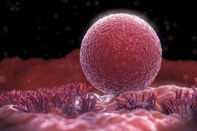 Sasapost: из неоплодотворенной яйцеклетки может сформироваться эмбрион человека