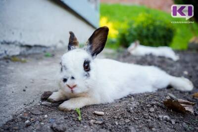 УФСИН по Коми предлагают поменять свиней на кроликов