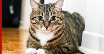 Удивительные способности: 8 самых умных пород кошек