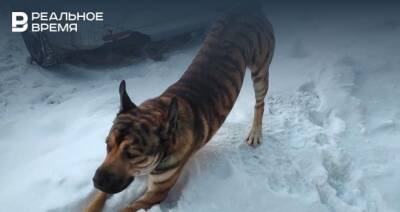 В Казани домашнюю собаку окрасили под тигра