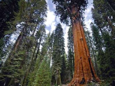 Марина Неелова - 10 самых старых деревьев на Земле, которые видели много всего - goodnews.ua - США - Бразилия - шт.Флорида - шт. Калифорния