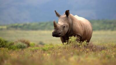 Спасти «единорогов»: власти Индии ведут работы по сохранению популяции индийского носорога