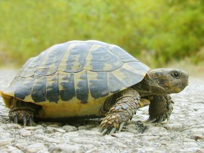 Университет Буффало: Черепахи живут до 100 лет из-за дополнительных копий генов
