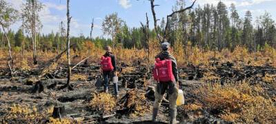 Выставка «Воины света…» расскажет о борьбе волонтеров с лесными пожарами в Карелии