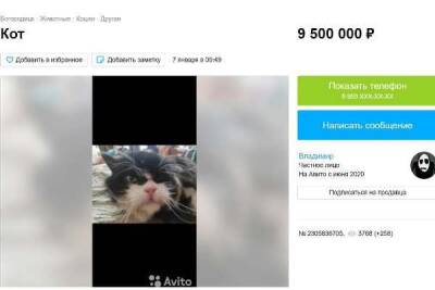 В Тульской области на продажу выставили кота за 9,5 млн рублей