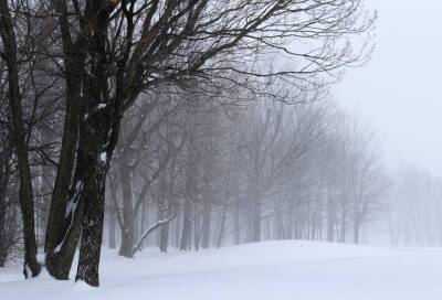 Облачно и снежно: какой будет погода в Ленобласти в понедельник