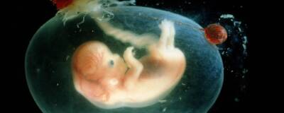 Человеческий эмбрион может сформироваться без участия сперматозоидов