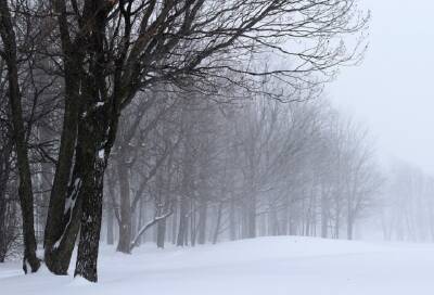 В Ленобласти 10 января облачно и снежно. А ночью – морозно