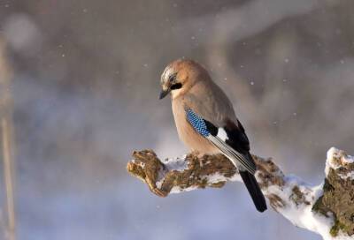 Жителей Ленобласти призвали присоединиться к акции «Покормите птиц зимой»