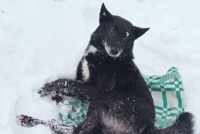 В Тверской области пропавшую собаку накормили и вернули хозяйке