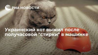 Украинский кот Броша выжил после получасовой "стирки" в машинке