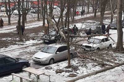 На окраине Донецка дерево упало на три автомобиля сразу: ФОТО