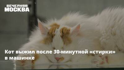 Кот выжил после 30-минутной «стирки» в машинке - vm.ru - Москва - Украина - Днепр