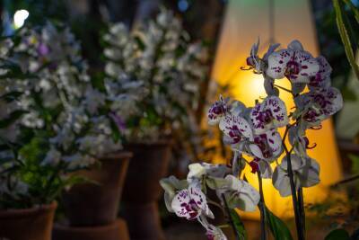 Ботанический сад продлил выставку цветущих орхидей до 16 января
