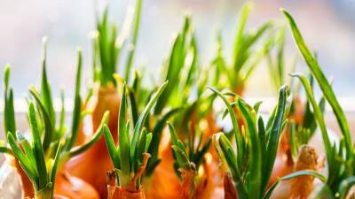Огород на подоконнике: быстрые способы вырастить сочный лук дома зимой