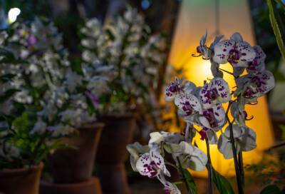 В Ботаническом саду выставку цветущих орхидей и бромелий продлили до 16 января