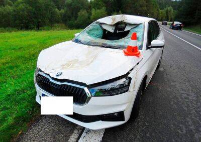 Чешская полиция показала последствия ДТП с оленем