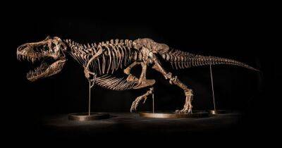 Скелет тираннозавра T.rex продадут на аукционе за $25 млн (фото)