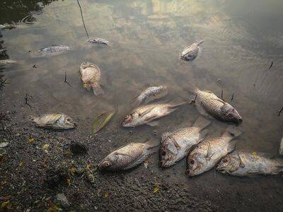 Гибель рыбы в Одере вызвана солями и ядовитыми водорослями