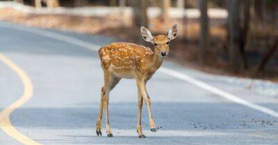 Осенью возрастает риск столкновения автомобилей с лесными животными