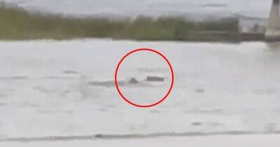 Акула плавала по улицам Флориды во время урагана Иэн: эксперты подтвердили видео
