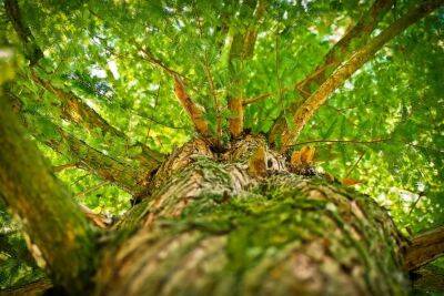 Вчені показали найвище дерево в Амазонії (фото)