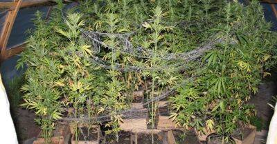 ФОТО. Дело о ферме по выращиванию марихуаны направлено в прокуратуру