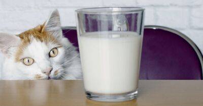 Ученые рассказали, можно ли кошкам давать молоко