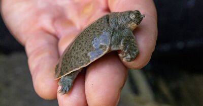 20 лет ожидания. В Северной Америке впервые вылупились детеныши черепахи с мягким панцирем