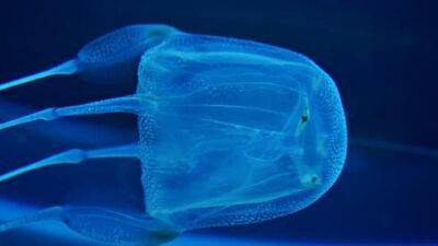 У 6-летней израильтянки остановилось сердце от ожога медузы в Таиланде