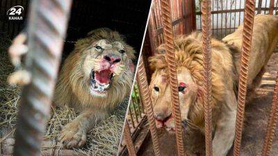 В Киеве от ракетных прилетов пострадал лев в зоопарке: пытался выбраться из вольера