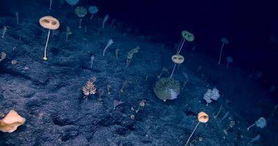 Пришельцы в глубине: в подводном "странном" лесу обнаружили великолепного инопланетянина (видео)