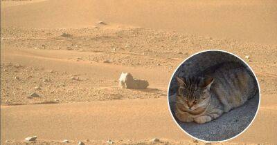 Perseverance обнаружил на Марсе камень в виде кота (фото)
