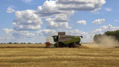 Пшеница, рис и сахар резко дорожают в мире: что будет с ценами в Израиле