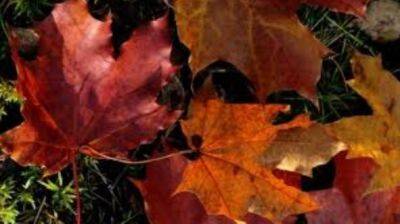 Опавшая листва несет риск инфекций и может провоцировать аллергию – врачи