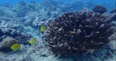 Неминуемая гибель. Половина коралловых рифов Земли пострадает уже через 10 лет