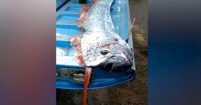 У берегов Мексики выловили рыбу "Судного дня": ее считают предвестницей катастроф (видео)