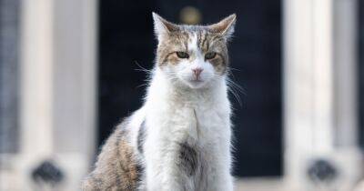 Главный кот Британии "защитил" резиденцию Трасс от лиса (ВИДЕО)